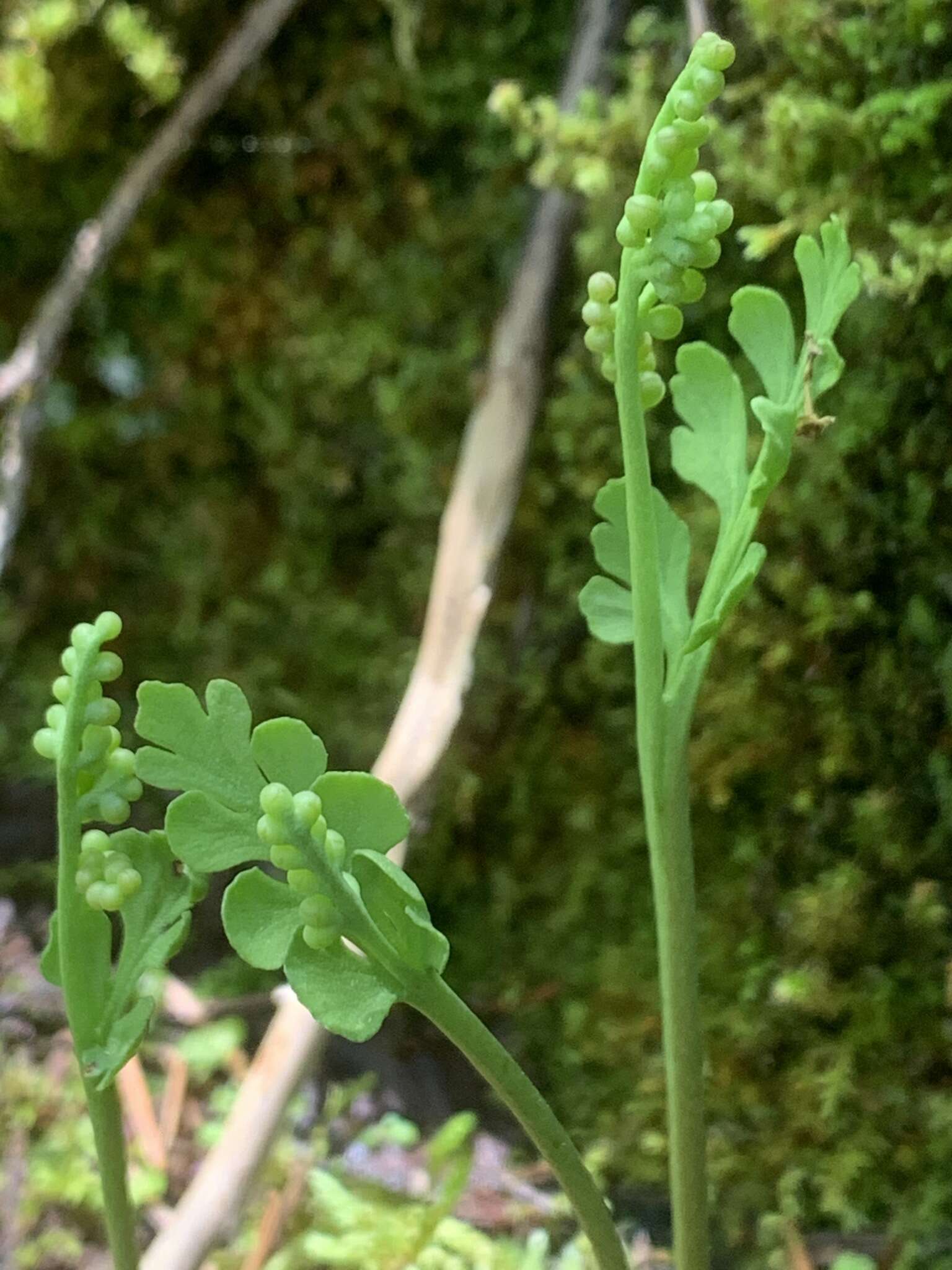 Image of Western Moonwort