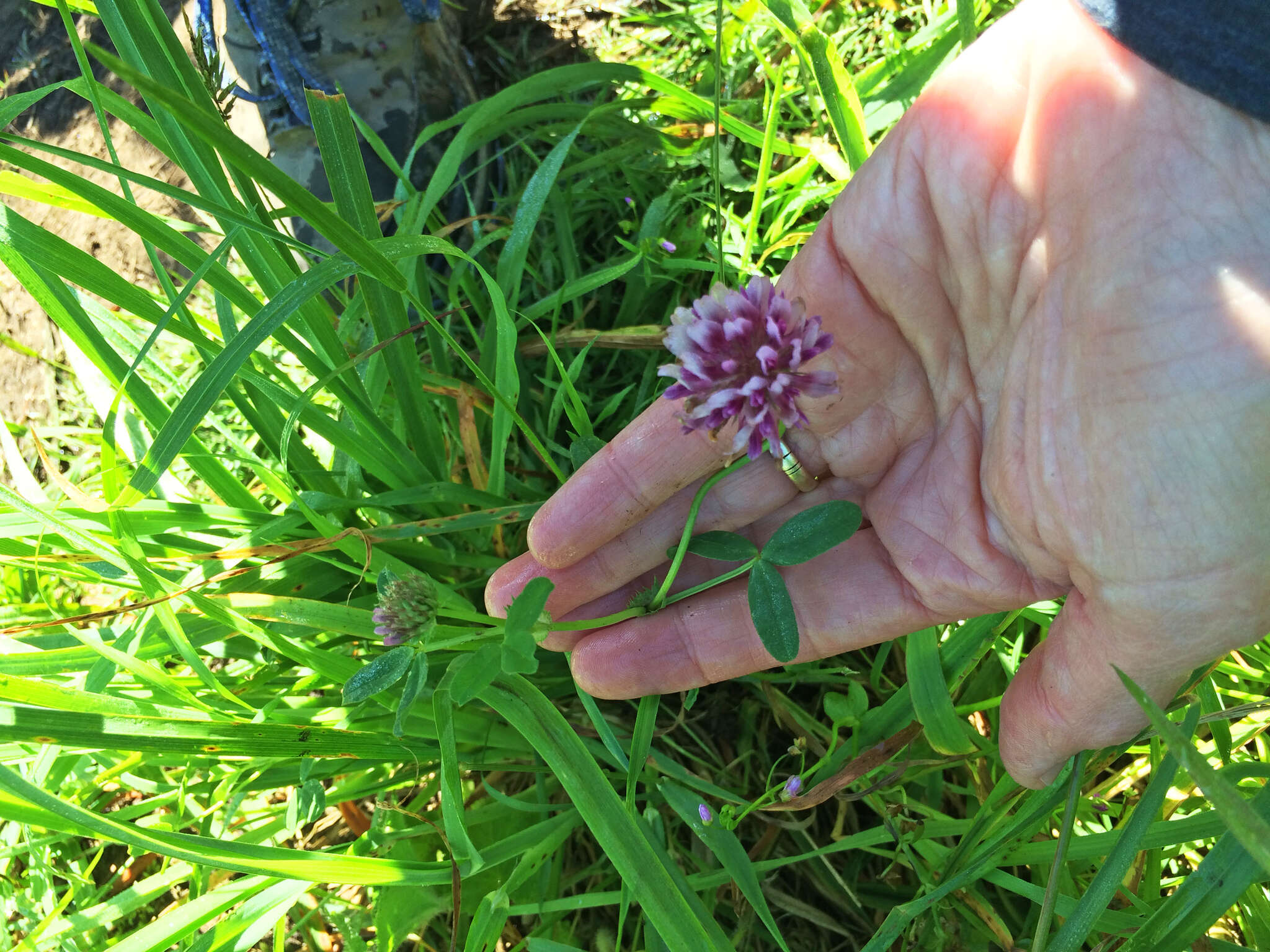 Imagem de Trifolium wormskioldii Lehm.