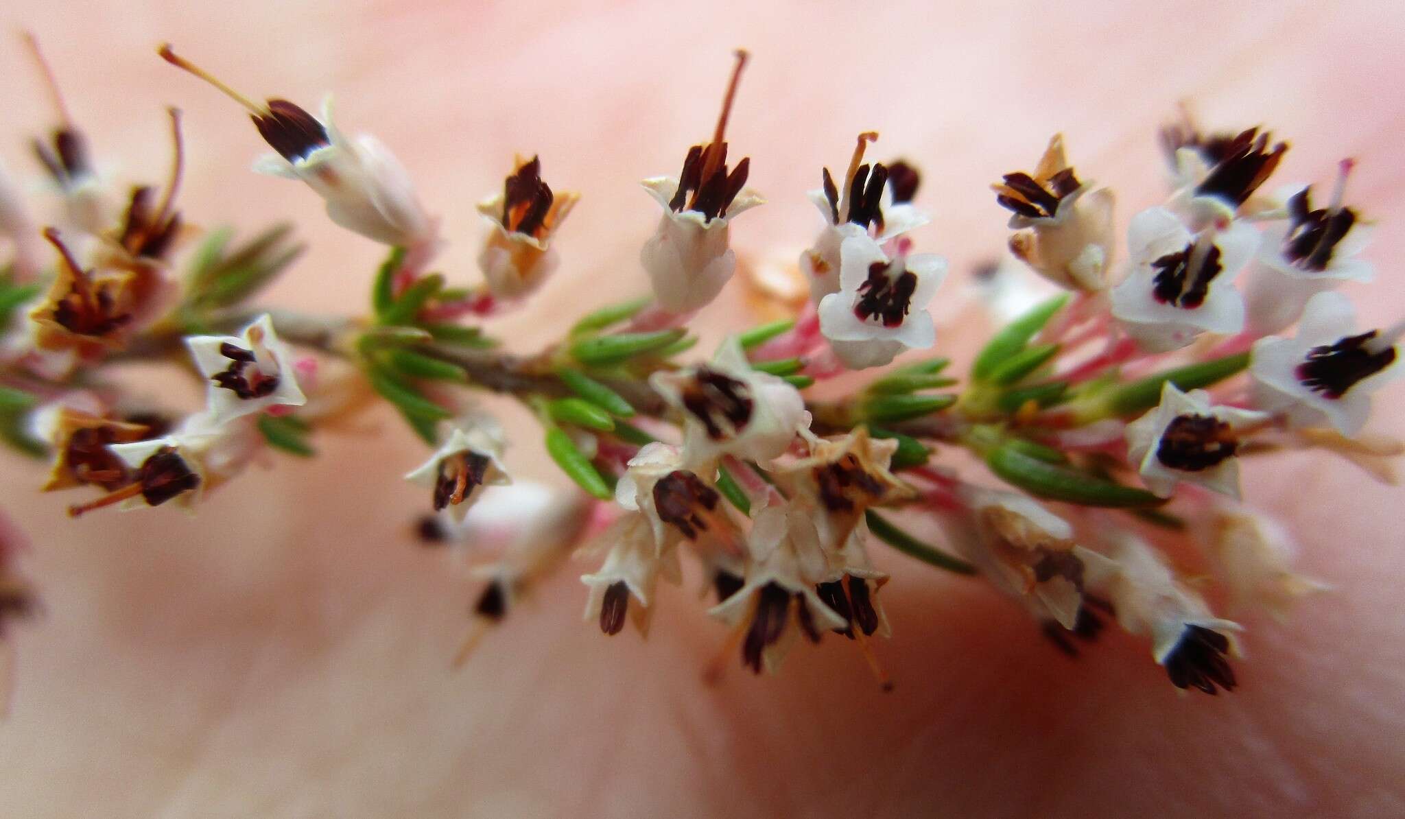 Image of Erica fuscescens (Klotzsch) E. G. H. Oliver