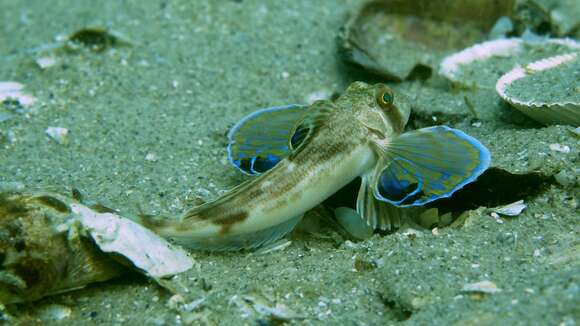 Image of Bight gurnard