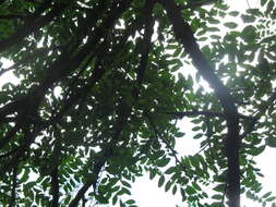 Image of Gleditsia amorphoides (Griseb.) Taub.