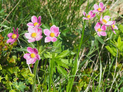 Imagem de Anemonastrum narcissiflorum subsp. fasciculatum (L.) Raus