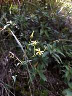 Plancia ëd Senecio scandens var. crataegifolius (Hayata) Kitam.