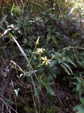 Plancia ëd Senecio scandens var. crataegifolius (Hayata) Kitam.