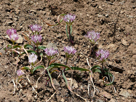 Image of Olympic onion