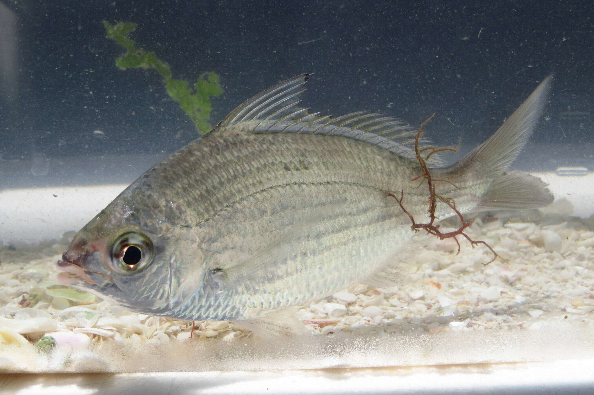 Image of Common mojarra