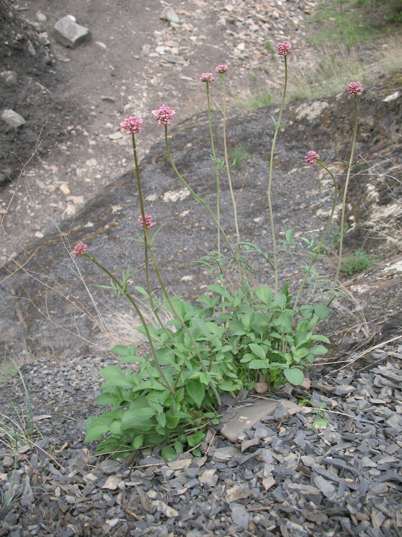 Image of Valeriana cardamines Bieb.