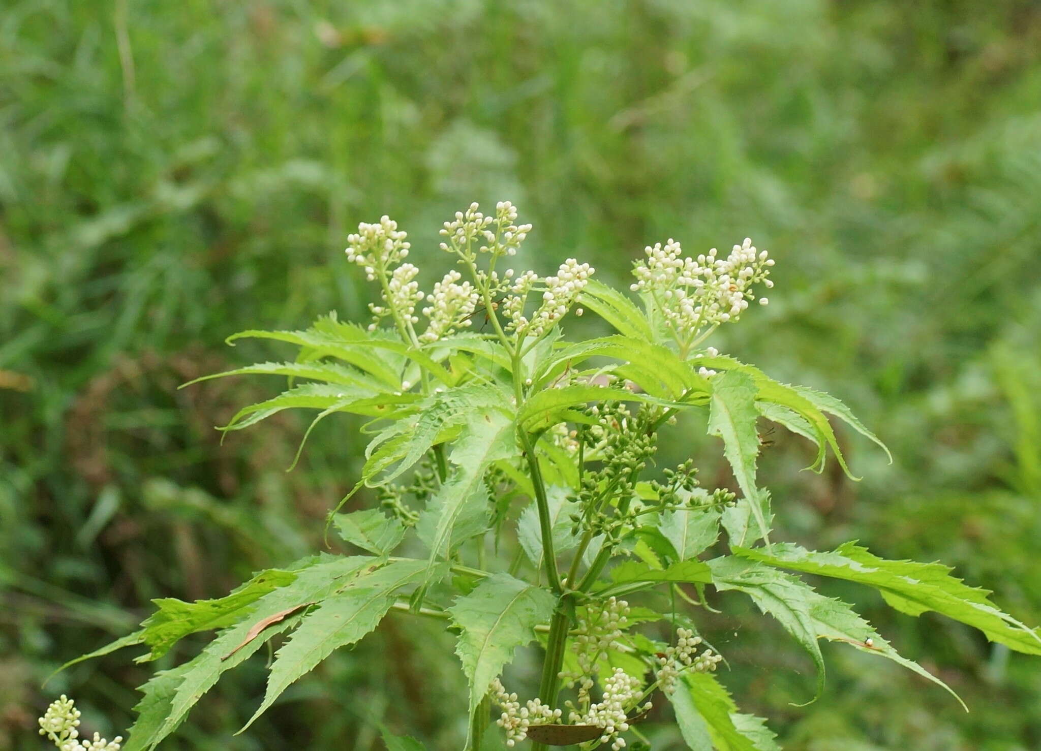Image of White Elderberry