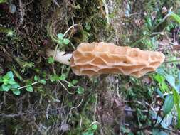 Image of Morchella herediana L. D. Gómez 1971