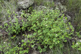 Image of Mogollon geranium