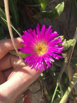 Image of Carpobrotus glaucescens (Haw.) Schwant.