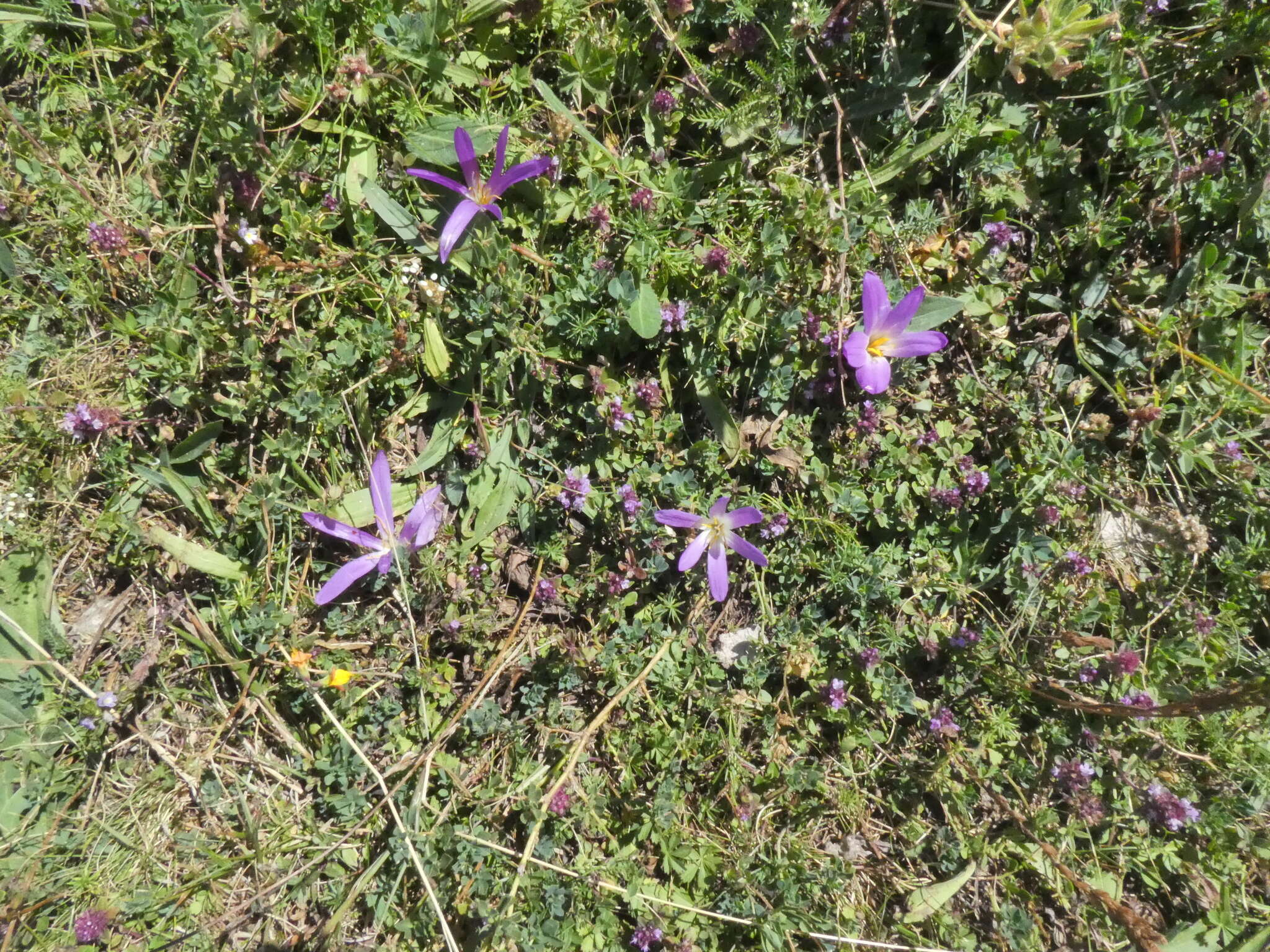 Image de Colchicum montanum L.