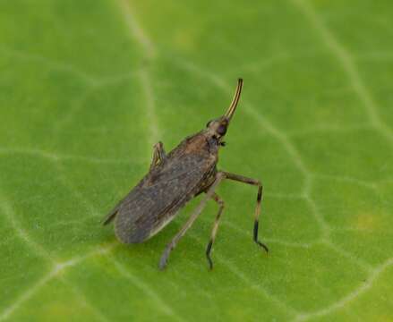 Image of Scolops sulcipes (Say 1825)