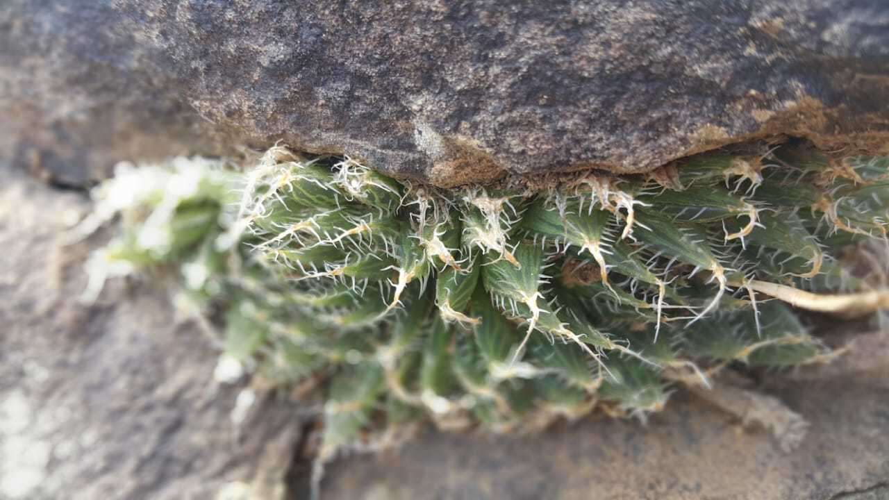 Image of Haworthia decipiens var. virella M. B. Bayer