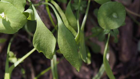 Image of miner's lettuce