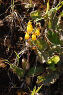 Image of Calceolaria corymbosa subsp. corymbosa