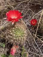 Echinopsis hertrichiana (Backeb.) D. R. Hunt resmi