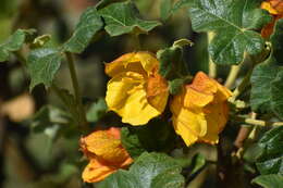 Imagem de Fremontodendron mexicanum Davidson