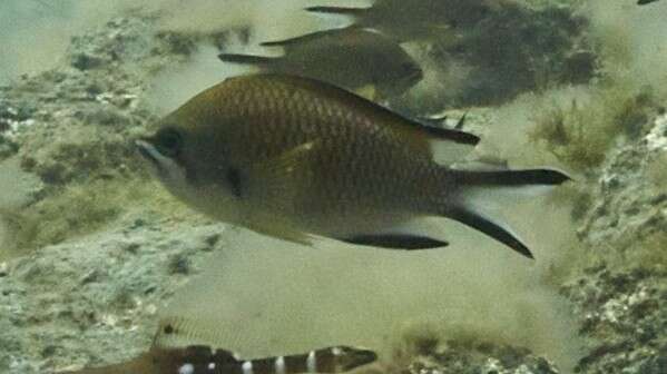 Image of Azores Chromis