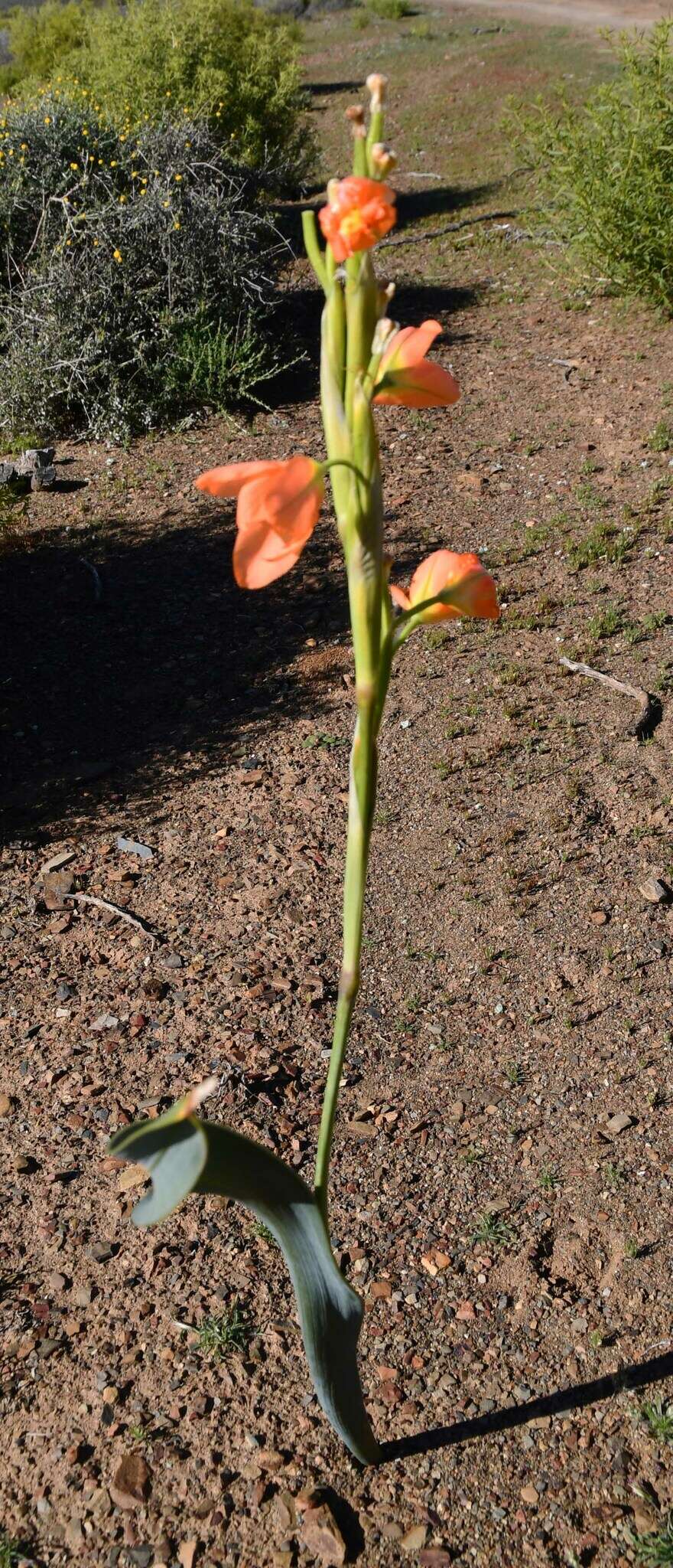 Imagem de Moraea marlothii (L. Bolus) Goldblatt