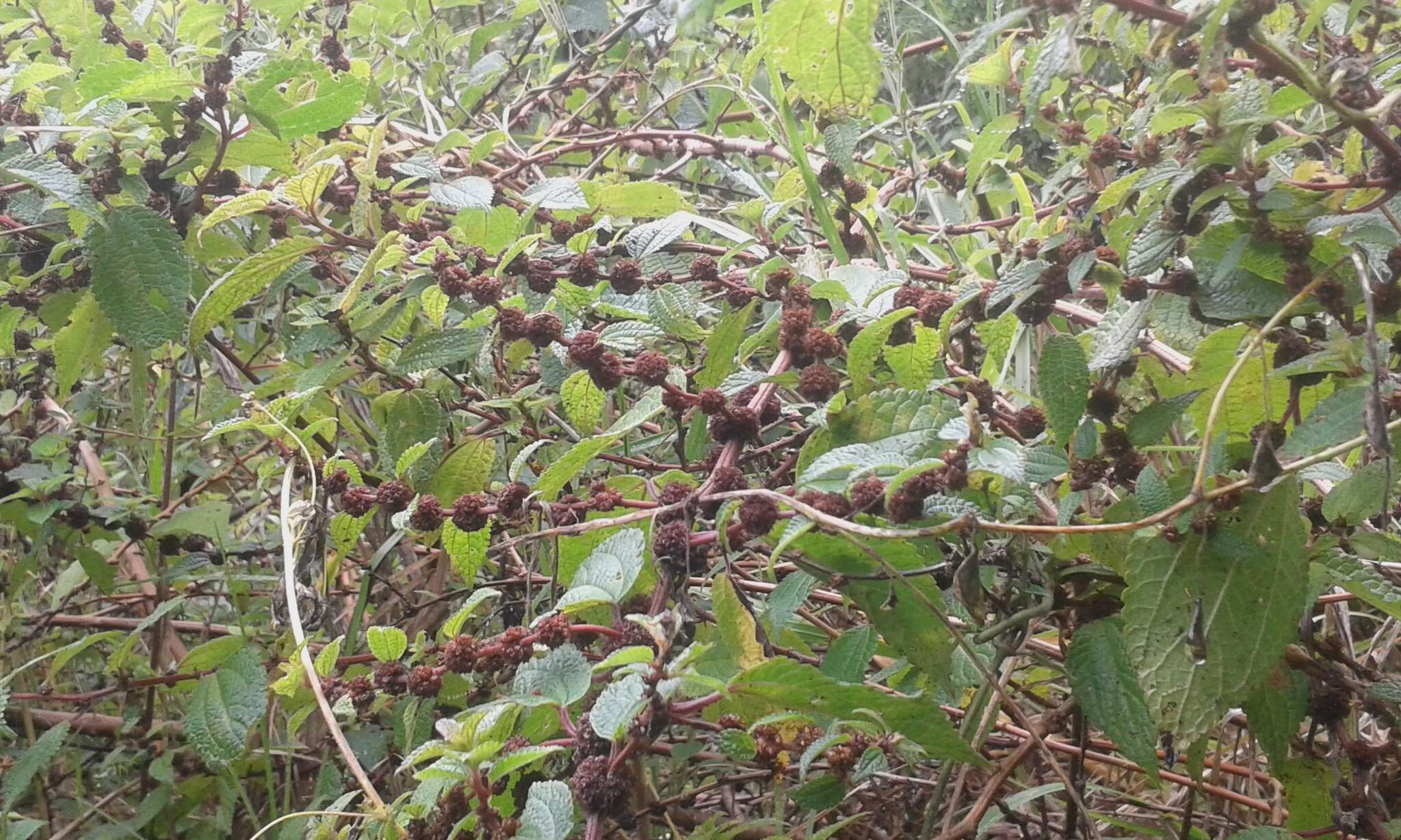 Image of Phenax hirtus (Sw.) Wedd.