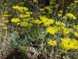 Image of Petrosedum montanum (Song. & Perr.) V. Grulich