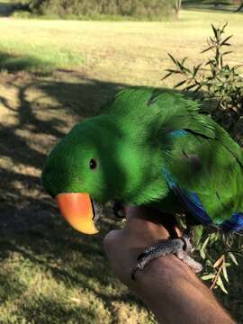 Image of Eclectus Wagler 1832