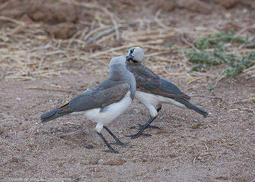 Image of Fischer's Starling