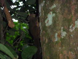 Image of Amazon Dwarf Squirrel