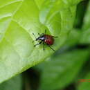 Image of Phialodes rufipennis Roelofs 1874