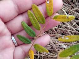 Слика од Millettia richardiana (Baill.) Du Puy & Labat