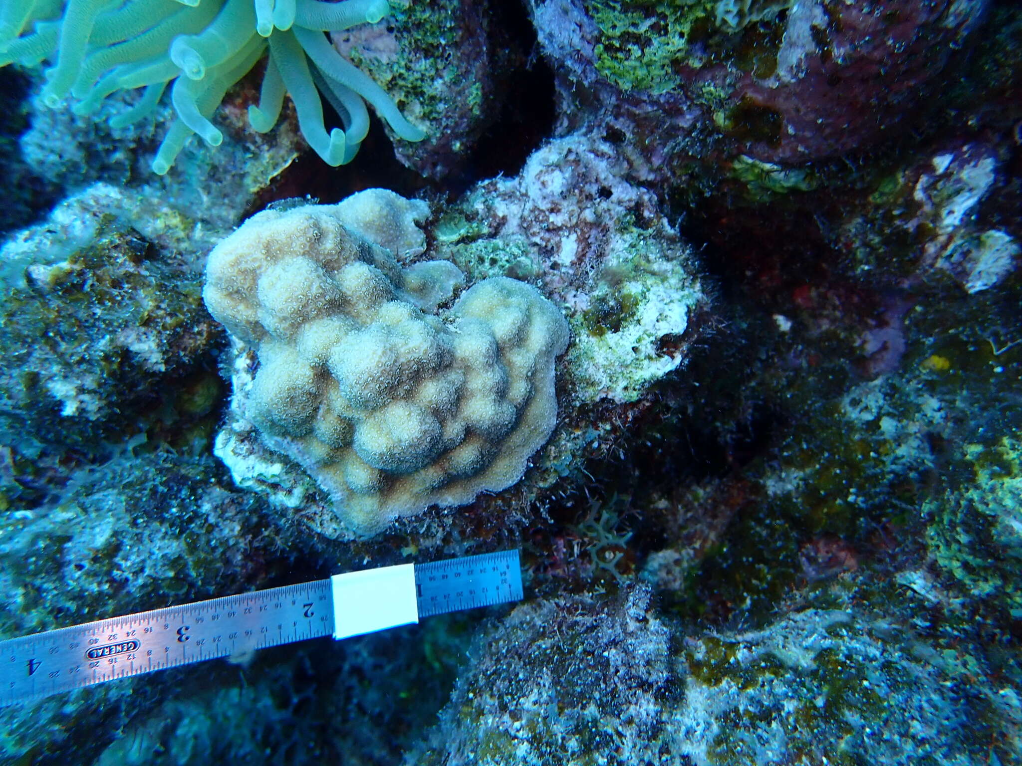 Image of Mustard Hill Coral