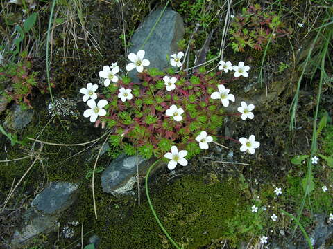 Image of Saxifraga pedemontana subsp. cervicornis (Viv.) Engler