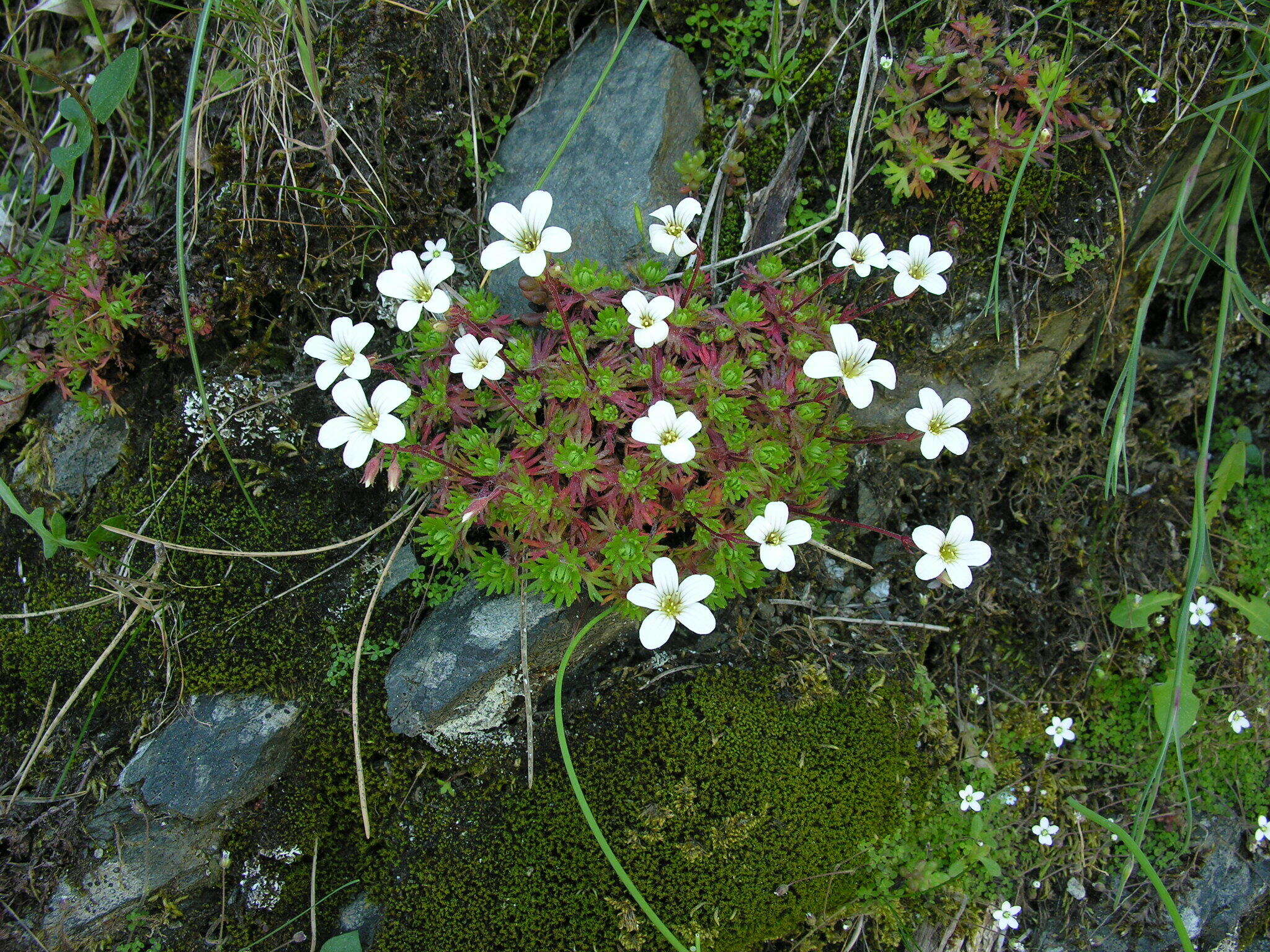 Sivun Saxifraga pedemontana subsp. cervicornis (Viv.) Engler kuva