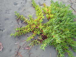 Plancia ëd Carpobrotus N. E. Br.