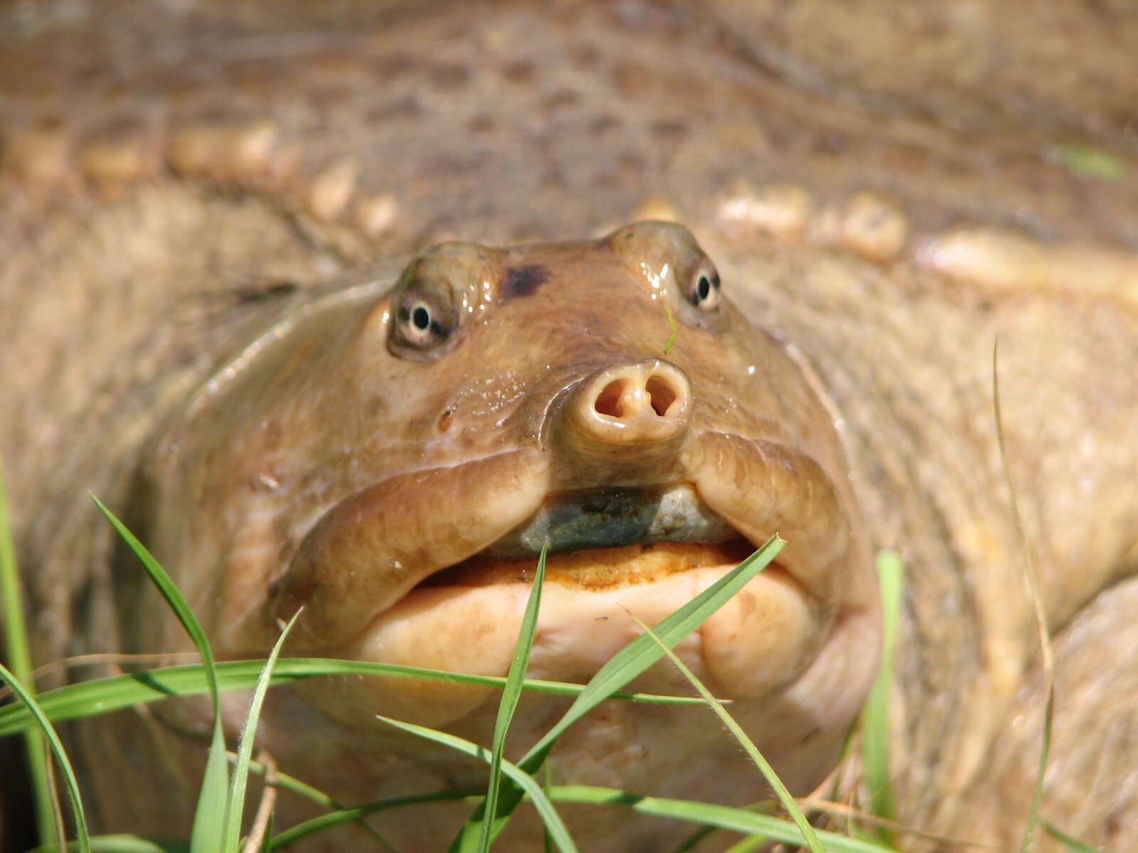 Image of Florida Softshell Turtle