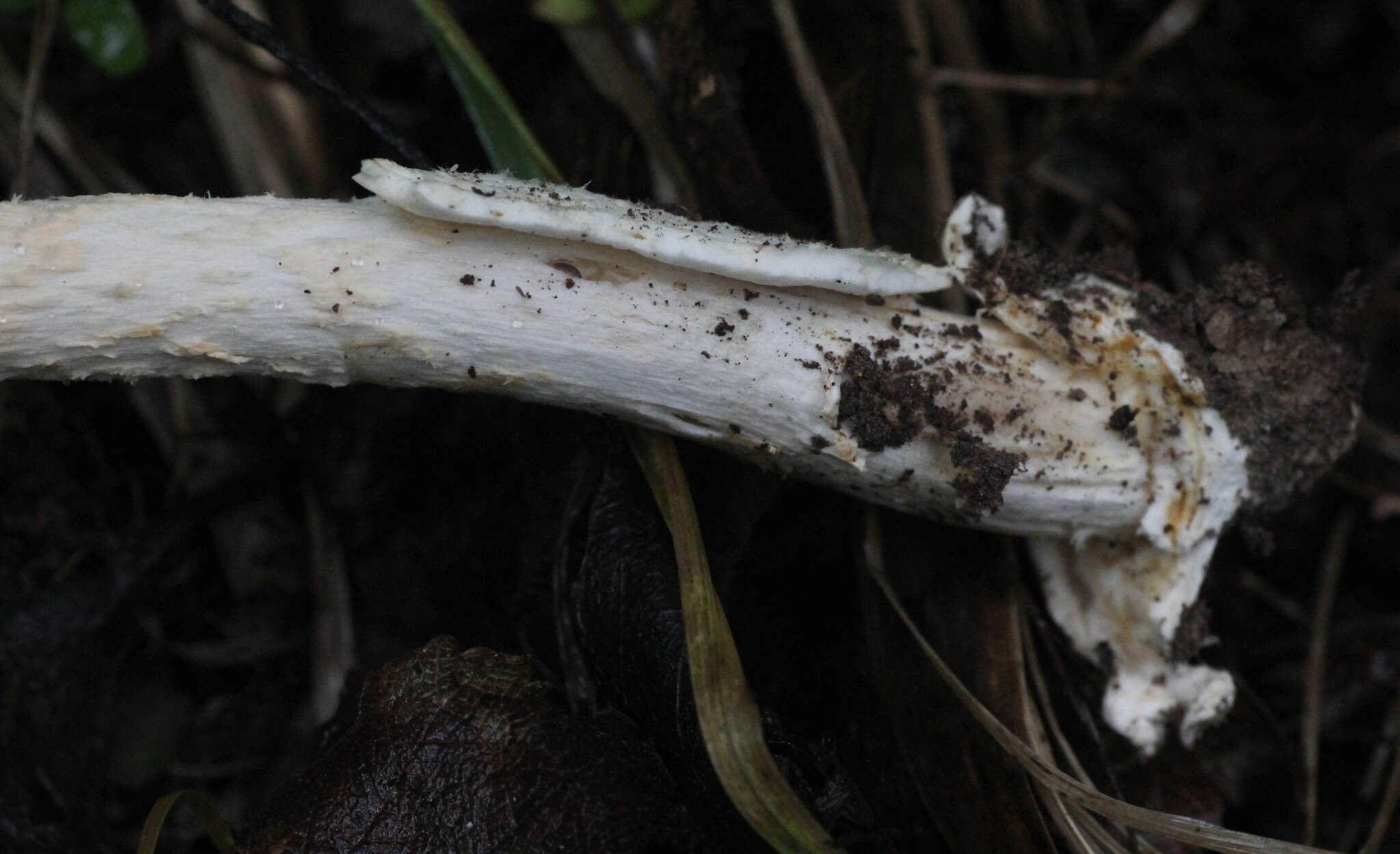 Image de Amanita contui Bon & Courtec. 1989