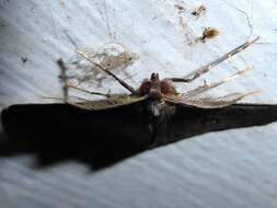 Image of Kawakawa looper moth