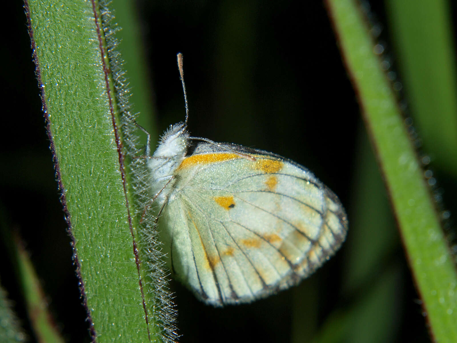 Image de Colotis antevippe (Boisduval 1836)