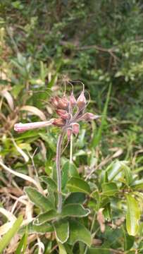 Image of Sinningia douglasii (Lindl.) Chautems