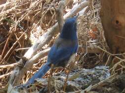 Image of Island Scrub Jay