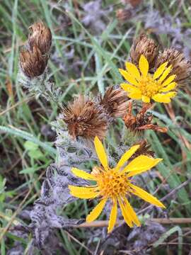 Image of sessileflower false goldenaster