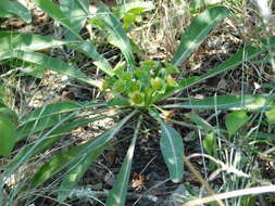 صورة Euphorbia bupleurifolia Jacq.