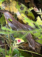 Image of Scaphosepalum grande Kraenzl.