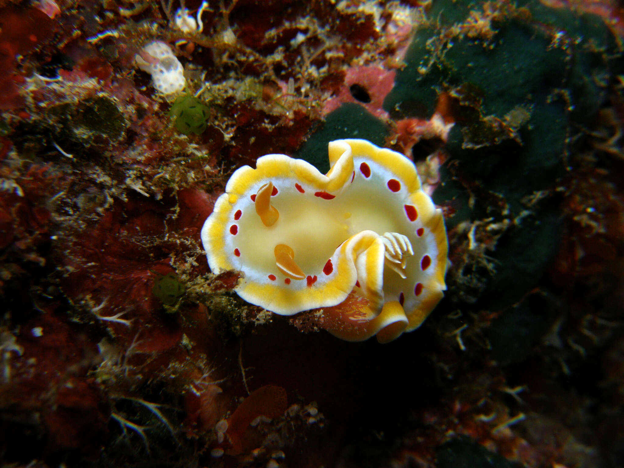 Image of Ardeadoris cruenta (Rudman 1986)