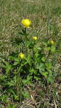 Image of Trollius altissimus subsp. altissimus