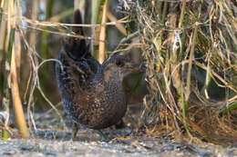 Image of Spotted Crake