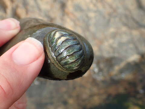 Image of blue green chiton