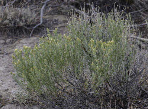 Слика од Ericameria parryi (A. Gray) G. L. Nesom & G. I. Baird