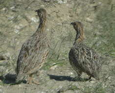 Image of Orange River Francolin